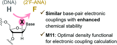 Graphical abstract: Electron transfer characteristics of 2′-deoxy-2′-fluoro-arabinonucleic acid, a nucleic acid with enhanced chemical stability