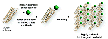 Graphical abstract: Crystalline protein scaffolds as a defined environment for the synthesis of bioinorganic materials