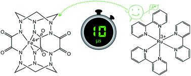 Graphical abstract: Photoinduced hole transfer from tris(bipyridine)ruthenium dye to a high-valent iron-based water oxidation catalyst