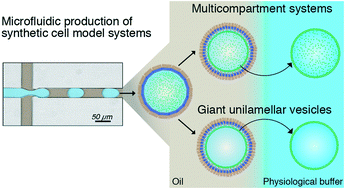 Graphical abstract: Charge-controlled microfluidic formation of lipid-based single- and multicompartment systems