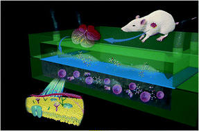 Graphical abstract: Development of a biomimetic liver tumor-on-a-chip model based on decellularized liver matrix for toxicity testing