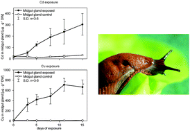 Graphical abstract: Metal binding functions of metallothioneins in the slug Arion vulgaris differ from metal-specific isoforms of terrestrial snails