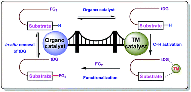 Graphical abstract: Combining transition metals and transient directing groups for C–H functionalizations