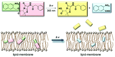 Graphical abstract: Light-triggered hydrophilic drug release from liposomes through removal of a photolabile protecting group