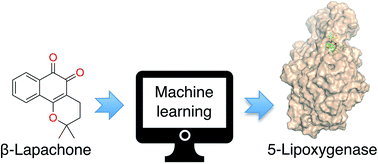 Graphical abstract: Machine intelligence decrypts β-lapachone as an allosteric 5-lipoxygenase inhibitor