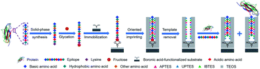 Graphical abstract: Specific recognition of proteins and peptides via controllable oriented surface imprinting of boronate affinity-anchored epitopes