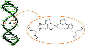 Graphical abstract: Copper(ii)-mediated base pairing involving the artificial nucleobase 3H-imidazo[4,5-f]quinolin-5-ol