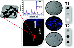 Graphical abstract: Fabrication of a multifunctional magnetic-fluorescent material for medical applications