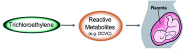 Graphical abstract: Placenta as a target of trichloroethylene toxicity