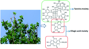 Graphical abstract: The anti-diabetic effect of eight Lagerstroemia speciosa leaf extracts based on the contents of ellagitannins and ellagic acid derivatives