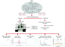 Graphical abstract: Mechanistic studies of milled and Kraft lignin oxidation by radical species