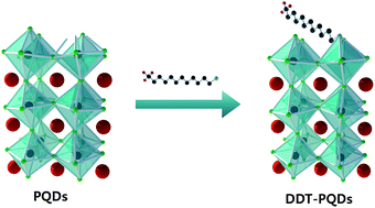 Graphical abstract: Correlation of near-unity quantum yields with photogenerated excitons in X-type ligand passivated CsPbBr3 perovskite quantum dots