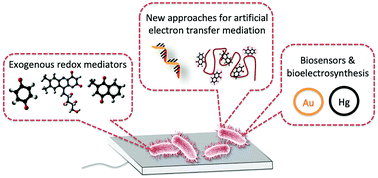 Graphical abstract: Purple bacteria photo-bioelectrochemistry: enthralling challenges and opportunities