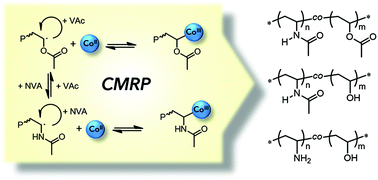 Graphical abstract: Precision design of vinyl amine and vinyl alcohol-based copolymers via cobalt-mediated radical polymerization