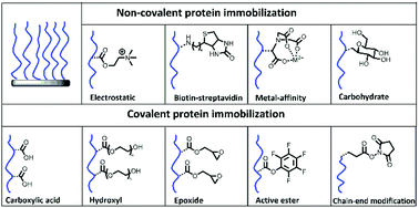 Graphical abstract: Polymer brush interfaces for protein biosensing prepared by surface-initiated controlled radical polymerization