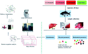 Graphical abstract: Exploring the metabolic biomarkers and pathway changes in crucian under carbonate alkalinity exposure using high-throughput metabolomics analysis based on UPLC-ESI-QTOF-MS
