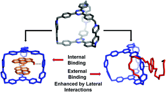 Graphical abstract: Guest recognition enhanced by lateral interactions