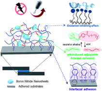 Graphical abstract: Boron nitride nanosheet embedded bio-inspired wet adhesives with switchable adhesion and oxidation resistance