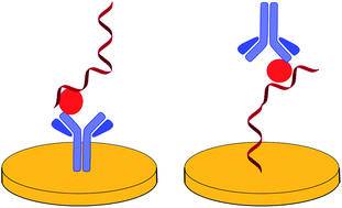 Graphical abstract: The application of antibody–aptamer hybrid biosensors in clinical diagnostics and environmental analysis
