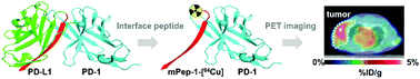 Graphical abstract: Harnessing the PD-L1 interface peptide for positron emission tomography imaging of the PD-1 immune checkpoint