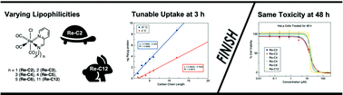 Graphical abstract: Systematically altering the lipophilicity of rhenium(i) tricarbonyl anticancer agents to tune the rate at which they induce cell death