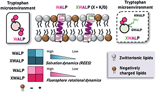 Graphical abstract: Membrane electrostatics sensed by tryptophan anchors in hydrophobic model peptides depends on non-aromatic interfacial amino acids: implications in hydrophobic mismatch