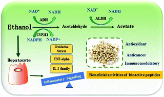 Graphical abstract: Functional coix seed protein hydrolysates as a novel agent with potential hepatoprotective effect