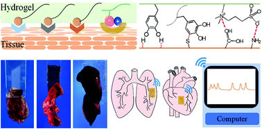 Graphical abstract: Stretchable, self-healing and tissue-adhesive zwitterionic hydrogels as strain sensors for wireless monitoring of organ motions