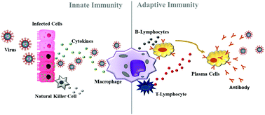 Graphical abstract: Understanding the relationship between viral infections and trace elements from a metallomics perspective: implications for COVID-19