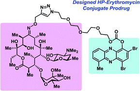 Graphical abstract: Design, synthesis and biological evaluation of a halogenated phenazine-erythromycin conjugate prodrug for antibacterial applications