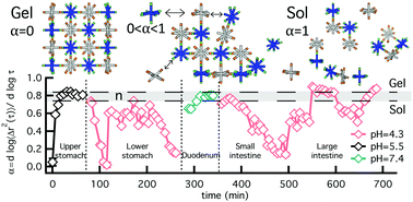 Graphical abstract: Microrheological characterization of covalent adaptable hydrogel degradation in response to temporal pH changes that mimic the gastrointestinal tract