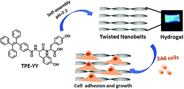 Graphical abstract: Construction of self-assembled nanostructure-based tetraphenylethylene dipeptides: supramolecular nanobelts as biomimetic hydrogels for cell adhesion and proliferation