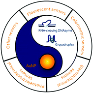 Graphical abstract: DNAzyme–gold nanoparticle-based probes for biosensing and bioimaging