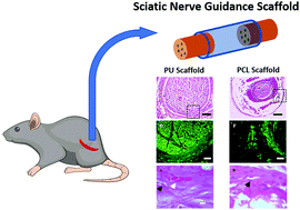 Graphical abstract: A biodegradable block polyurethane nerve-guidance scaffold enhancing rapid vascularization and promoting reconstruction of transected sciatic nerve in Sprague-Dawley rats