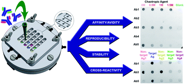 Graphical abstract: Affiblot: a dot blot-based screening device for selection of reliable antibodies