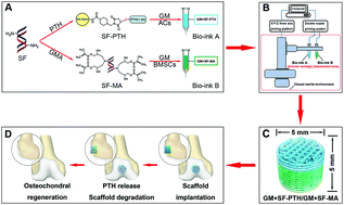 Graphical abstract: 3D bio-printed biphasic scaffolds with dual modification of silk fibroin for the integrated repair of osteochondral defects