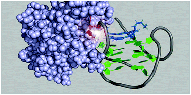 Graphical abstract: Stabilization of telomeric G-quadruplex by ligand binding increases susceptibility to S1 nuclease