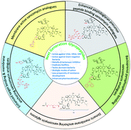 Graphical abstract: Pursuit of next-generation glycopeptides: a journey with vancomycin