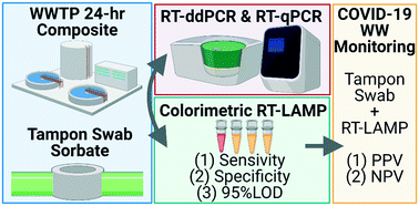 Graphical abstract: Building-level wastewater surveillance using tampon swabs and RT-LAMP for rapid SARS-CoV-2 RNA detection