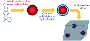 Graphical abstract: Micron-sized biogenic and synthetic hollow mineral spheres occlude additives within single crystals