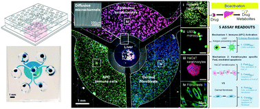 Graphical abstract: Integration of a microfluidic multicellular coculture array with machine learning analysis to predict adverse cutaneous drug reactions