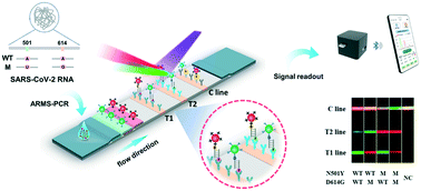 Graphical abstract: Tetra-primer ARMS-PCR combined with dual-color fluorescent lateral flow assay for the discrimination of SARS-CoV-2 and its mutations with a handheld wireless reader