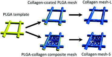 Graphical abstract: Preparation of mesh-like collagen scaffolds for tissue engineering