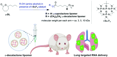 Graphical abstract: Engineered ε-decalactone lipomers bypass the liver to selectively in vivo deliver mRNA to the lungs without targeting ligands