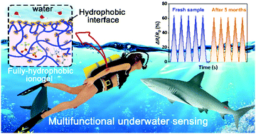 Graphical abstract: A fully hydrophobic ionogel enables highly efficient wearable underwater sensors and communicators