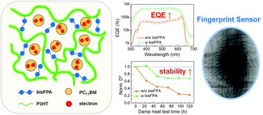 Graphical abstract: Synergetic contribution of fluorinated azide for high EQE and operational stability of top-illuminated, semitransparent, photomultiplication-type organic photodiodes