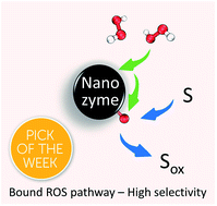 Graphical abstract: Bound oxygen-atom transfer endows peroxidase-mimic M–N–C with high substrate selectivity