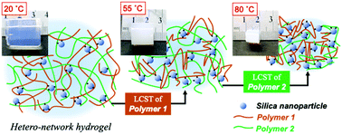 Graphical abstract: Hetero-network hydrogels crosslinked with silica nanoparticles for strategic control of thermal responsive property