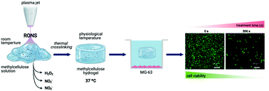 Graphical abstract: Thermosensitive hydrogels to deliver reactive species generated by cold atmospheric plasma: a case study with methylcellulose