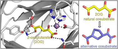 Graphical abstract: Kinetic and inhibition studies on human Jumonji-C (JmjC) domain-containing protein 5